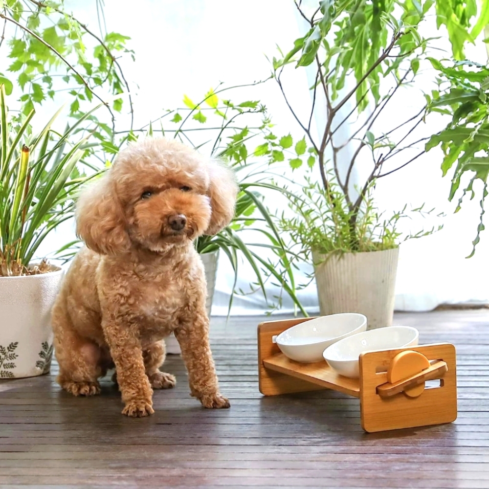 Pet Bowls